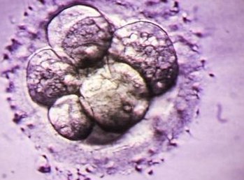 试管婴儿冻胚在月经干净的第几天移植？